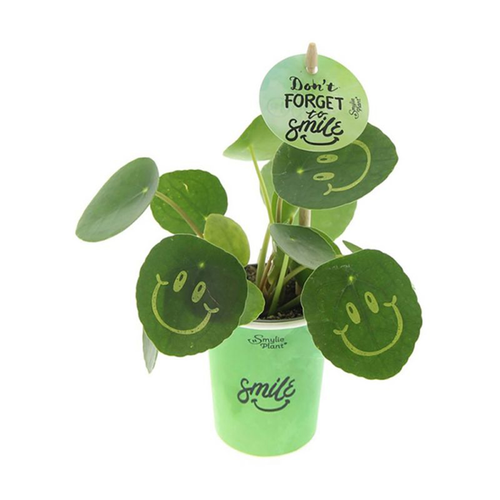 Smylieplant small